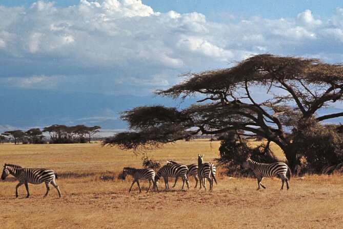 Nairobi National Park Group Tour - What the guide and vehicle add