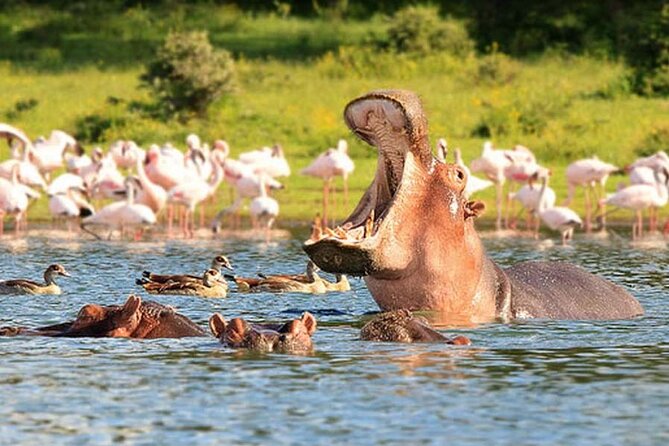 Nairobi National Park Group Tour - Is $40 a good value?