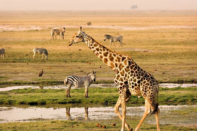 Nairobi National Park Group Tour. - Pickup from your hotel or airport
