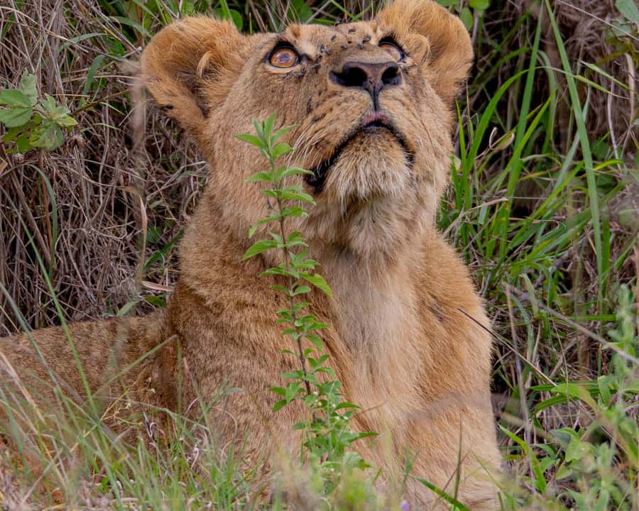 Nairobi: National Park Guided Game Drive - Key points to know before you book