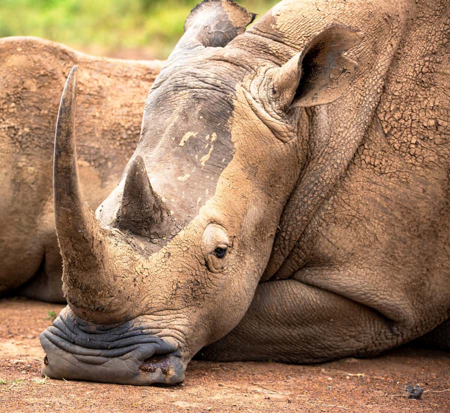 Nairobi: National Park Guided Game Drive - Nairobi National Park gives you a real safari near town