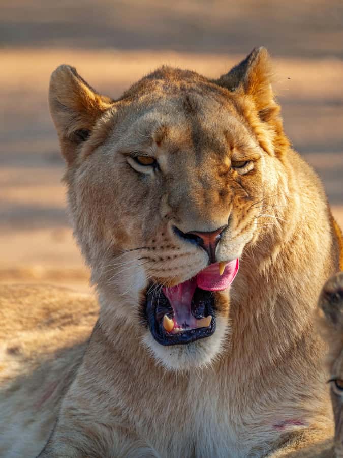 Nairobi: National Park Guided Game Drive - The first look across the savannah