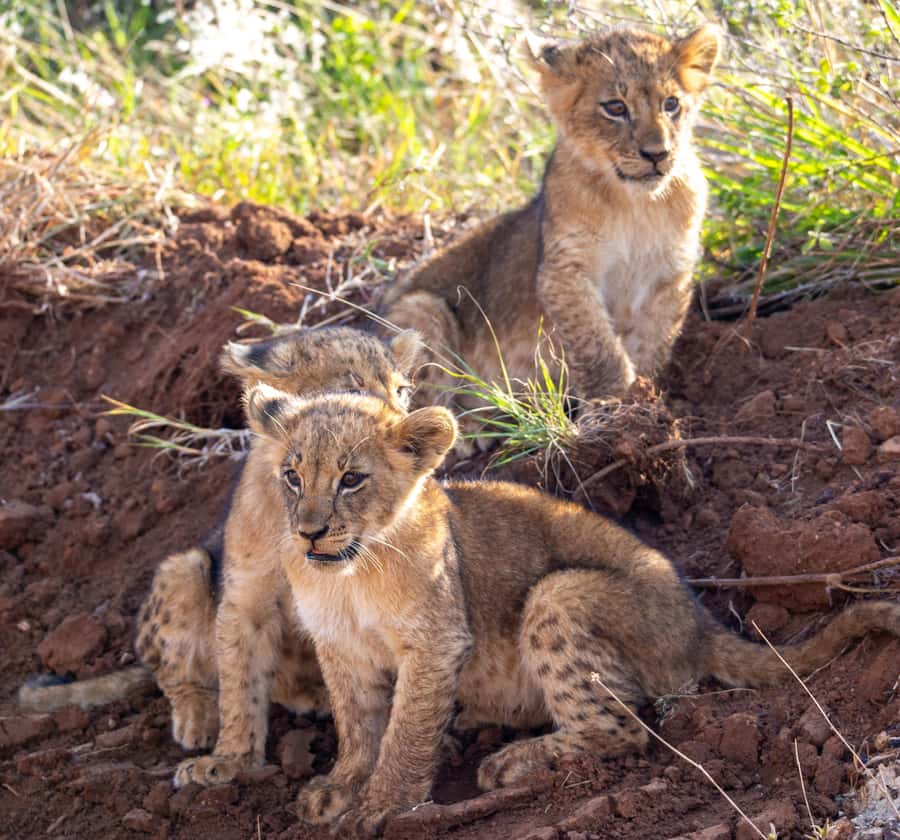 Nairobi: National Park Guided Game Drive - Lions and rhinos are the sightings that shape the day