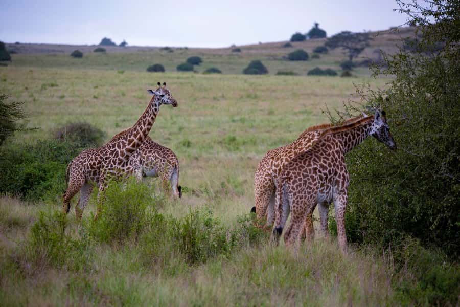 Nairobi: National Park Guided Game Drive - Why the birdlife deserves more attention