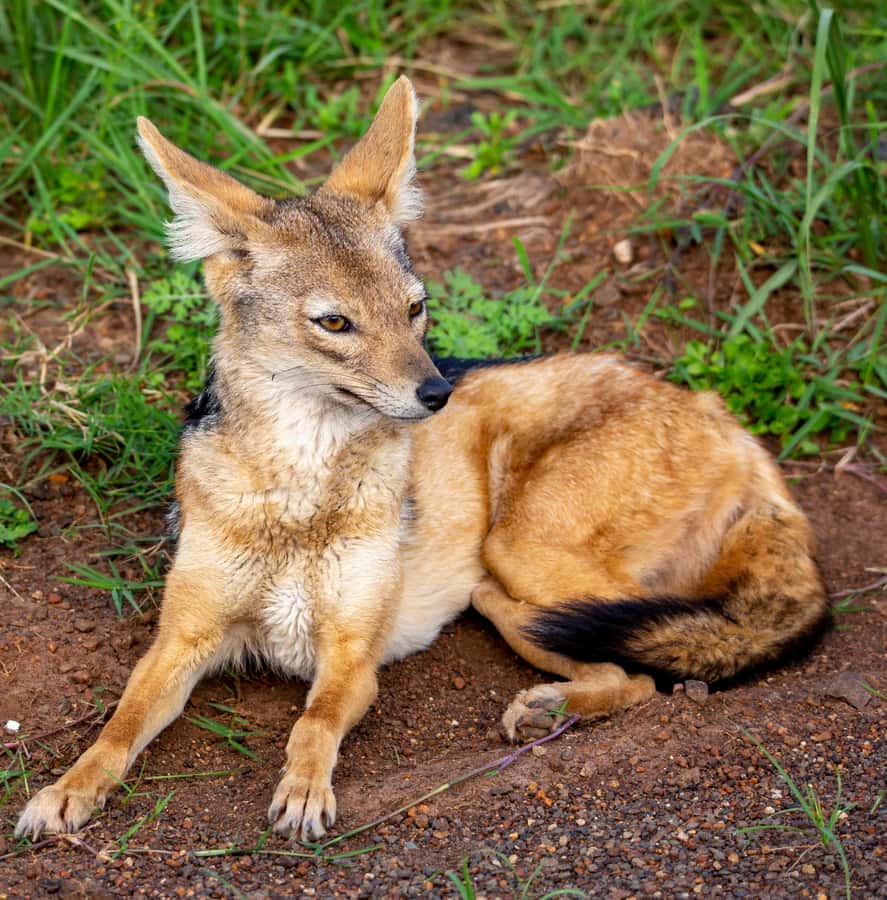 Nairobi: National Park Guided Game Drive - Your guide can make the four hours much better