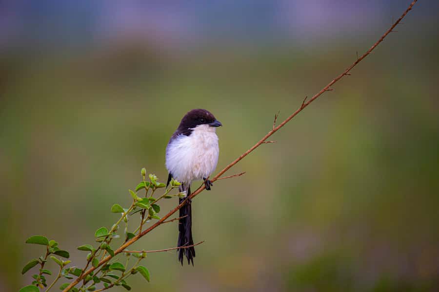 Nairobi: National Park Guided Game Drive - The cost is fair only if you count the entrance fee