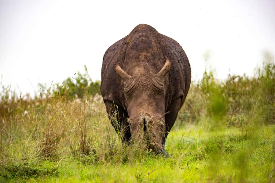 Nairobi: National Park Guided Game Drive - Who should book this Nairobi game drive?
