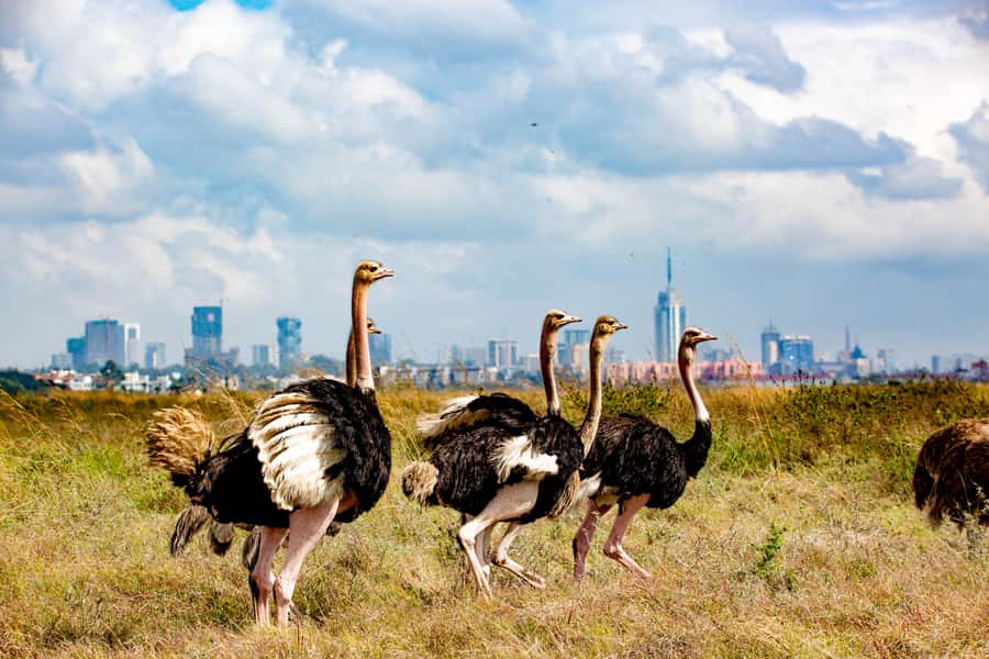 Nairobi: National Park Guided Game Drive For 5 Hours - What the five-hour drive is like