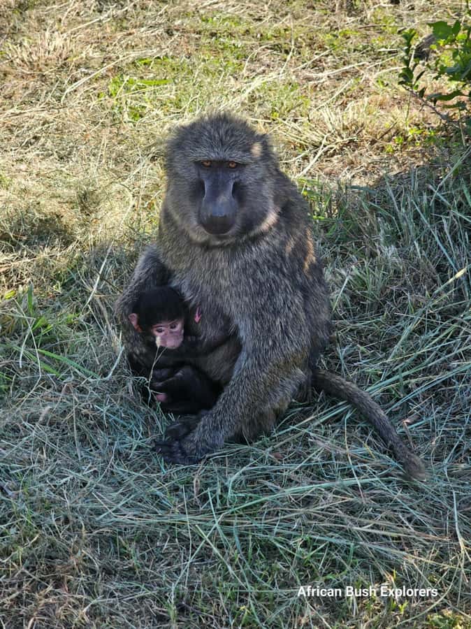 Nairobi: National Park Guided Game Drive For 5 Hours - More than 400 bird species for patient observers