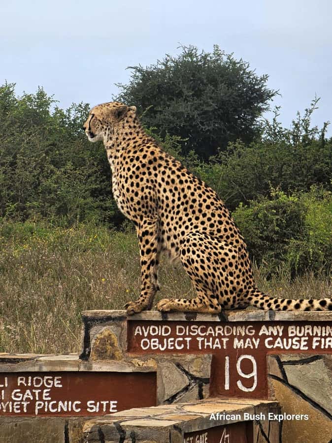 Nairobi: National Park Guided Game Drive For 5 Hours - Photography with Nairobi’s skyline behind you