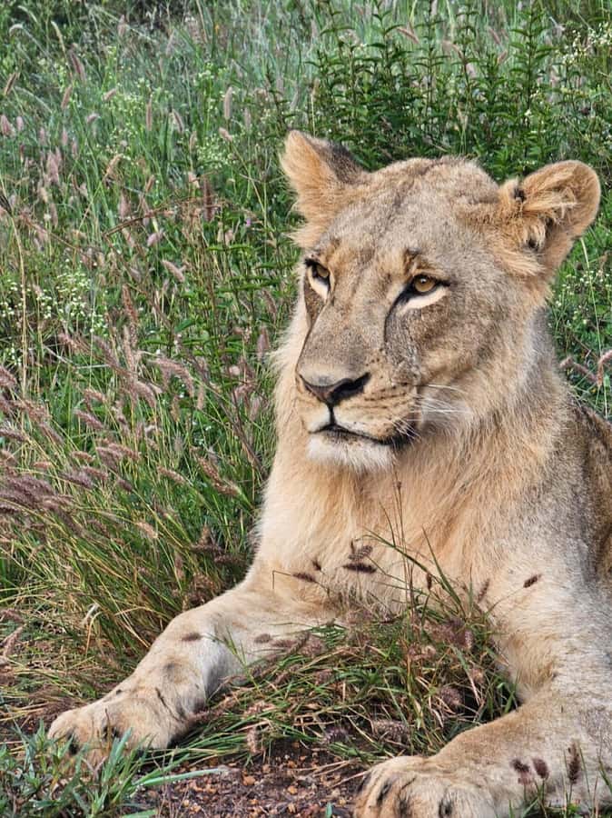 Nairobi: National Park Guided Game Drive For 5 Hours - The price looks low until you add park entry