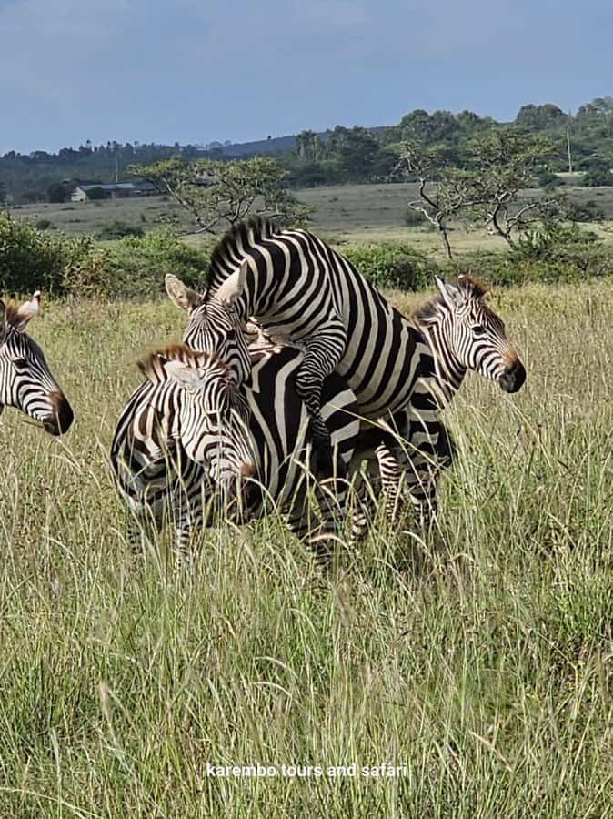 Nairobi: National Park Guided Game Drive For 5 Hours - Morning or afternoon, which should you choose?