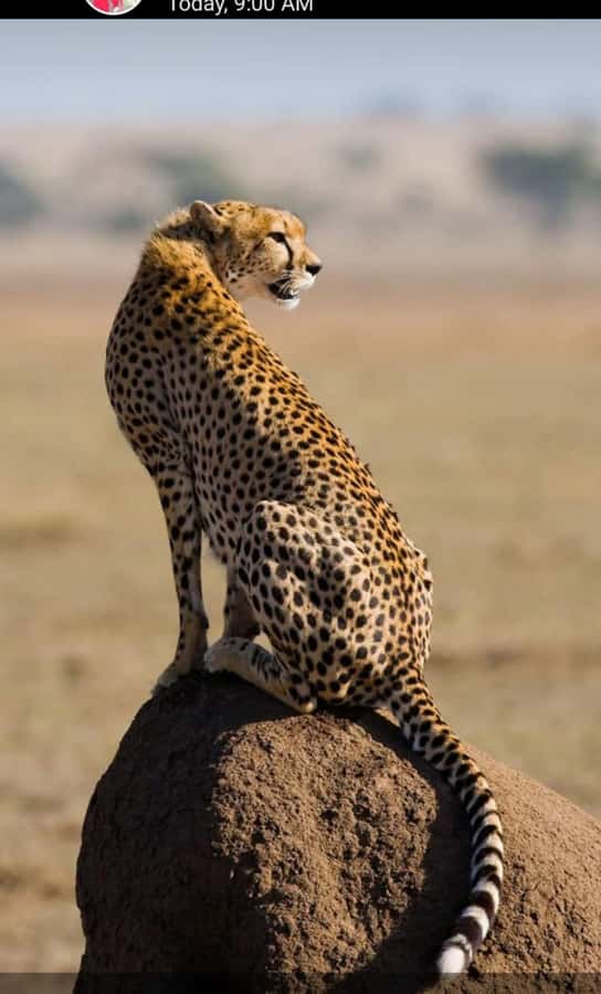 Nairobi: National Park Guided Game Drive For 5 Hours - Who will enjoy this game drive most?