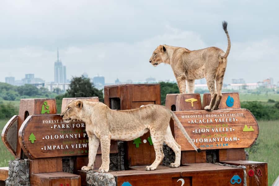 Nairobi: National Park Guided Game Drive For 5 Hours - Hotel pickup makes a short safari easier