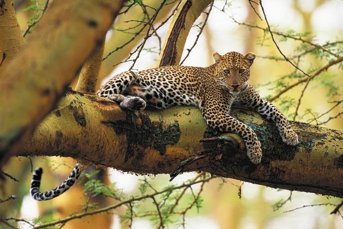 Nairobi National Park Guided Half Day Tour Game Drive- FREE WIFI - Why this city safari is worth considering