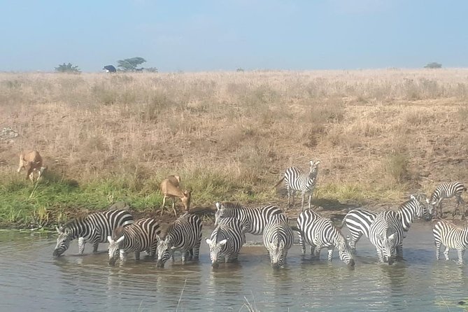 Nairobi National Park Guided Half Day Tour Game Drive- FREE WIFI - The skyline and the wildlife