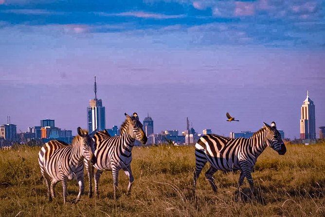 Nairobi National Park Guided Half Day Tour Game Drive- FREE WIFI - What the Nairobi Animal Orphanage adds