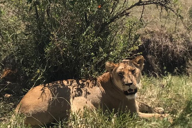 Nairobi National Park Guided Half Day Tour Game Drive- FREE WIFI - Transport, group size, and comfort