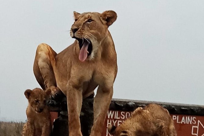 Nairobi National Park Guided Half Day Tour Game Drive- FREE WIFI - The real price: $52 plus park admission