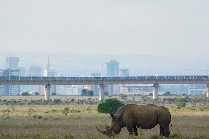Nairobi National Park Guided Half Day Tour Game Drive- FREE WIFI - Four hours among Nairobi National Park wildlife