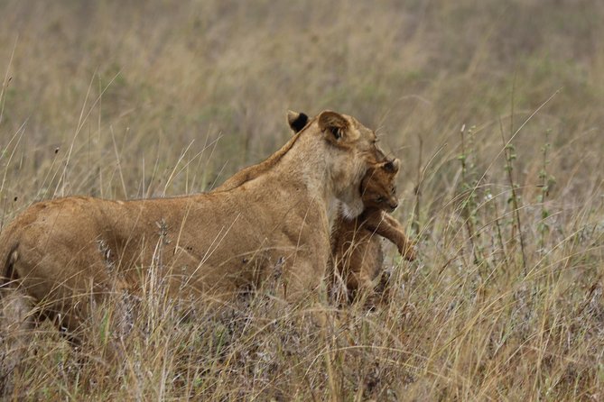 Nairobi National Park guided tour - What the four-hour game drive feels like
