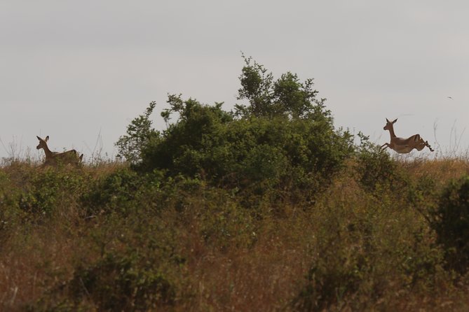 Nairobi National Park guided tour - Private transport and a smaller group