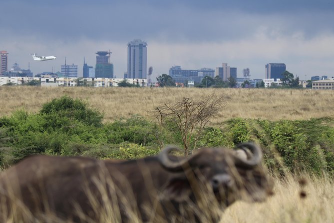 Nairobi National Park guided tour - The guide can shape the whole outing