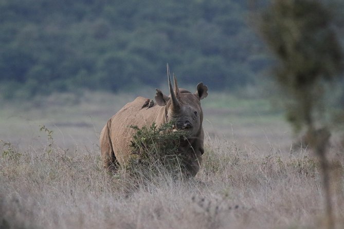 Nairobi National Park guided tour - Why the short format can be a good choice