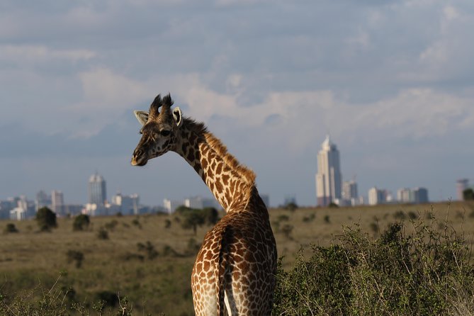Nairobi National Park guided tour - Cost, exclusions, and real value