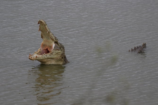 Nairobi National Park guided tour - Who should book this Nairobi safari?