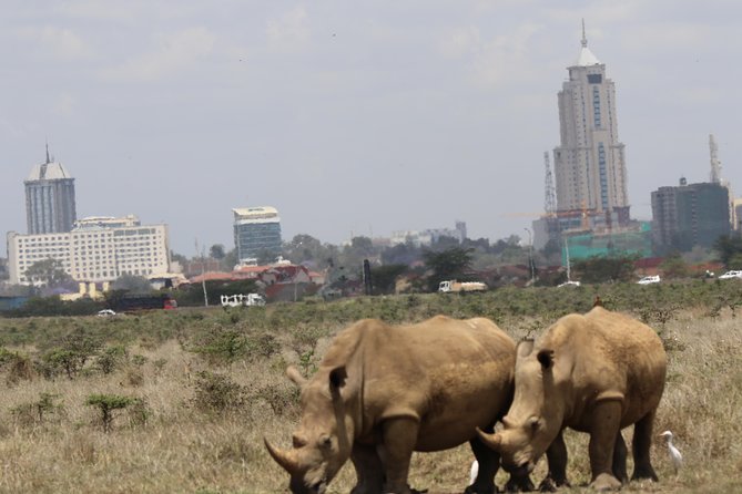 Nairobi National Park guided tour - Giraffes, rhinos, lions, and the city skyline