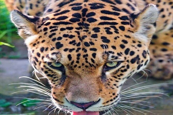 Nairobi National Park Half-Day Game Drive - Key points to know before booking