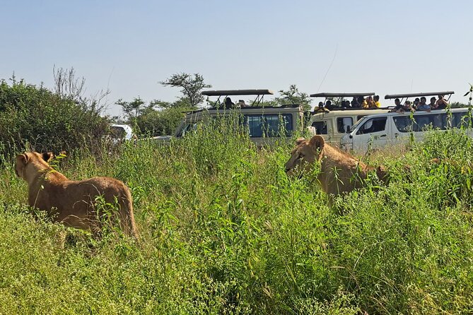 Nairobi National Park Half-Day Game Drive - Why Nairobi National Park works so well