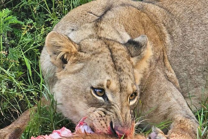 Nairobi National Park Half-Day Game Drive - Four hours among Nairobi’s wild animals