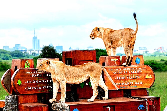 Nairobi National Park Half-Day Game Drive - What the $36 price really buys