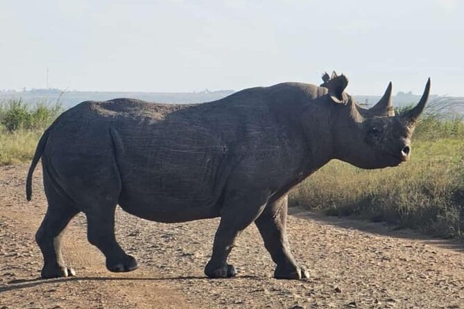 Nairobi National Park Half-Day Game Drive - Morning or afternoon: which departure makes sense?