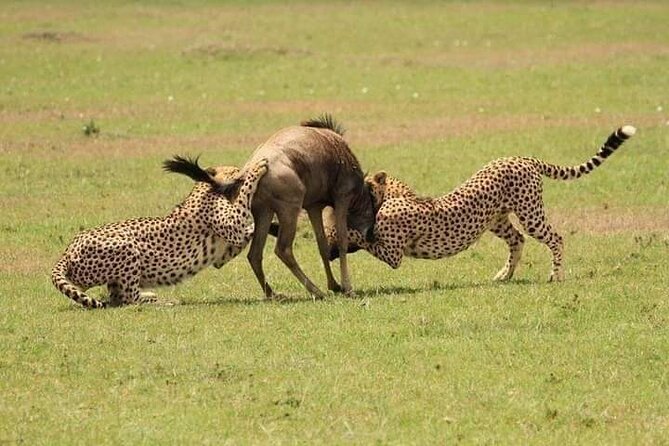 Nairobi National Park Half-Day Game Drive - Practical tips for a better drive