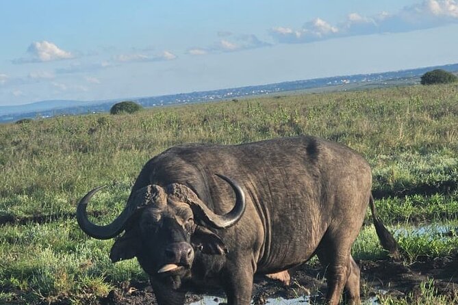 Nairobi National Park Half-Day Game Drive - Who should book this safari?
