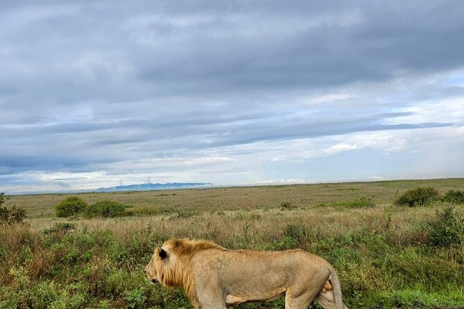Nairobi National Park Half-Day Game Drive - Should you book Nairobi National Park Half-Day Game Drive?