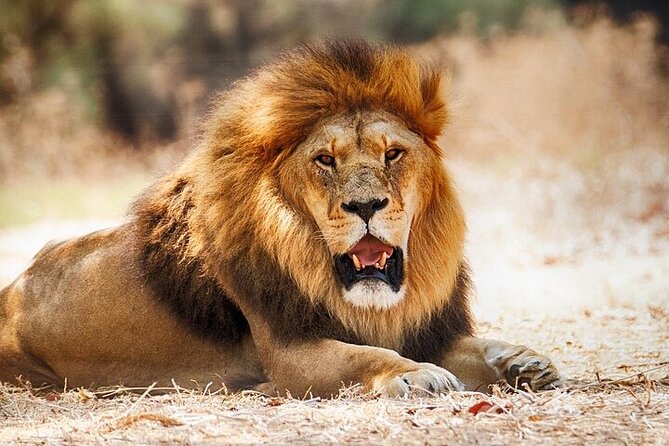 Nairobi National Park Half Day Game Drive Tour With Free WIFI - Why Nairobi National Park makes sense for a short stay