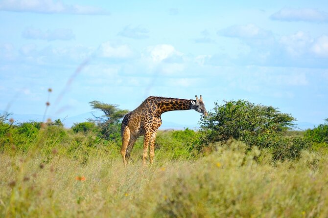 Nairobi National Park Half Day Game Drive Tour With Free WIFI - What you can expect inside Nairobi National Park