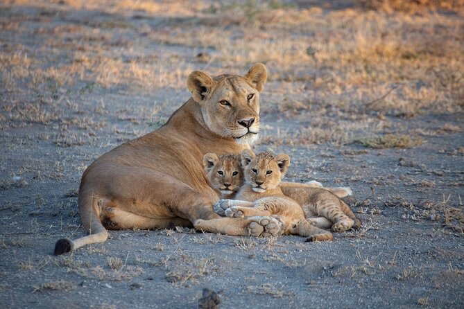 Nairobi National Park Half Day Game Drive Tour With Free WIFI - Is $41 good value?