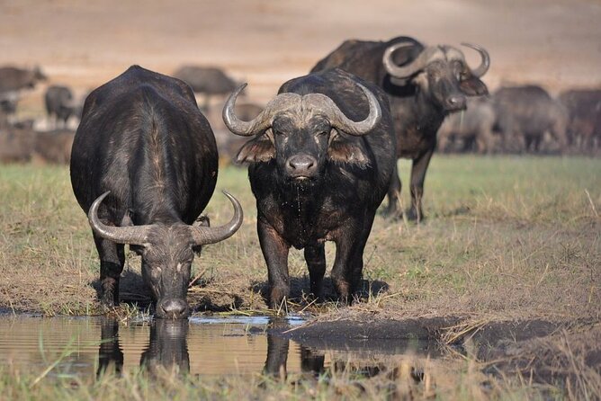 Nairobi National Park Half Day Game Drive Tour With Free WIFI - Pickup, timing, and the five-hour schedule