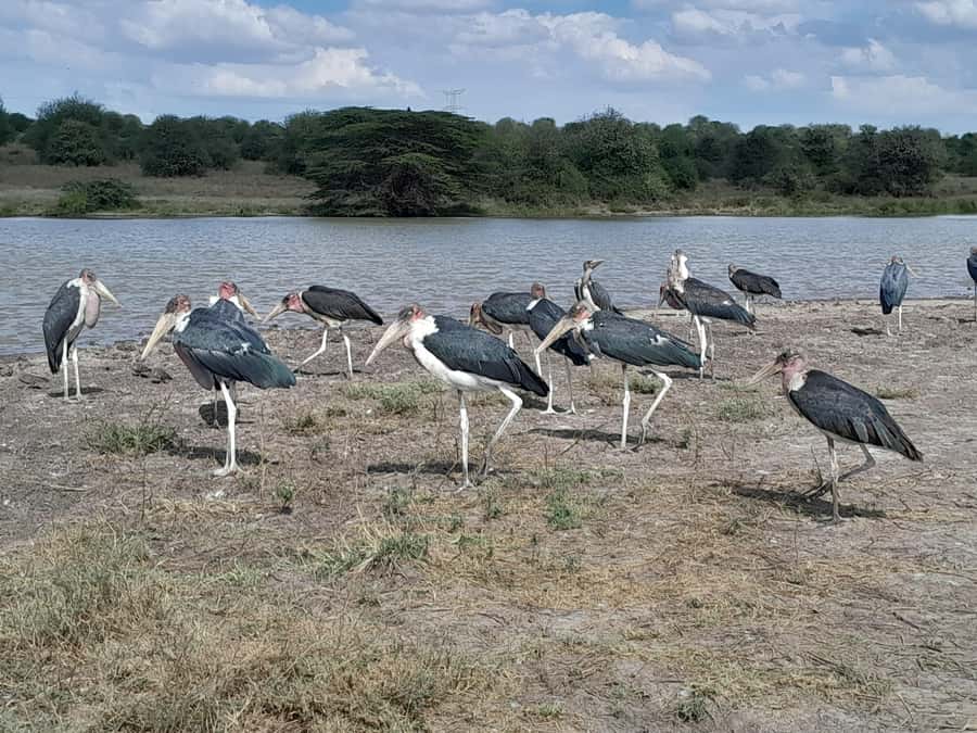 Nairobi National Park: Half-Day Group Tour with Pickup - Key points to know before you book