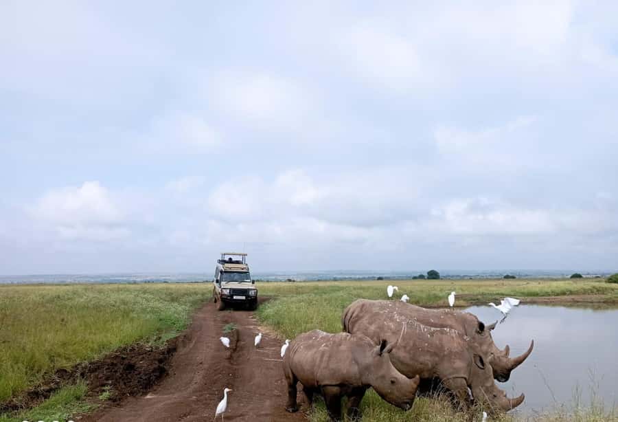 Nairobi National Park: Half-Day Group Tour with Pickup - Why Nairobi National Park makes sense for a short visit