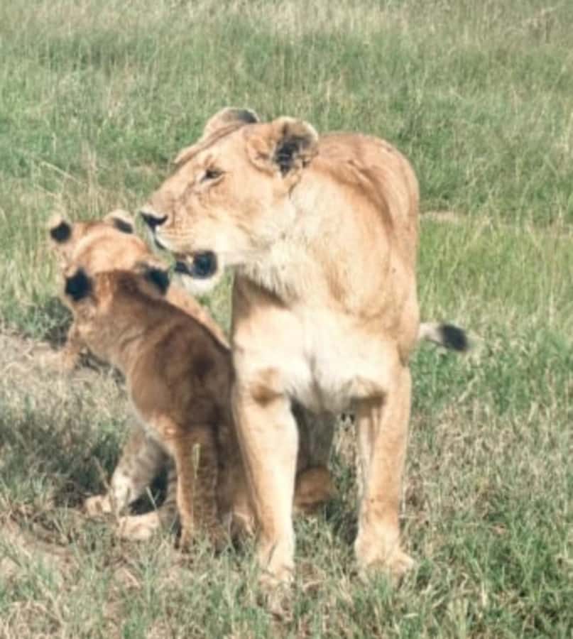 Nairobi National Park: Half-Day Group Tour with Pickup - The park viewpoint and the best photo pause