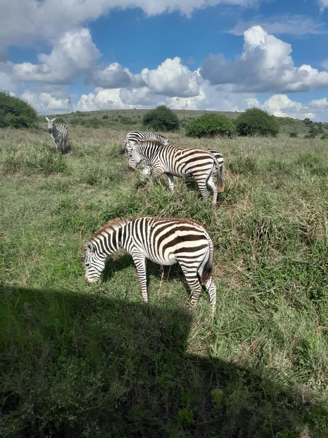 Nairobi National Park: Half-Day Group Tour with Pickup - What the $37 price really covers