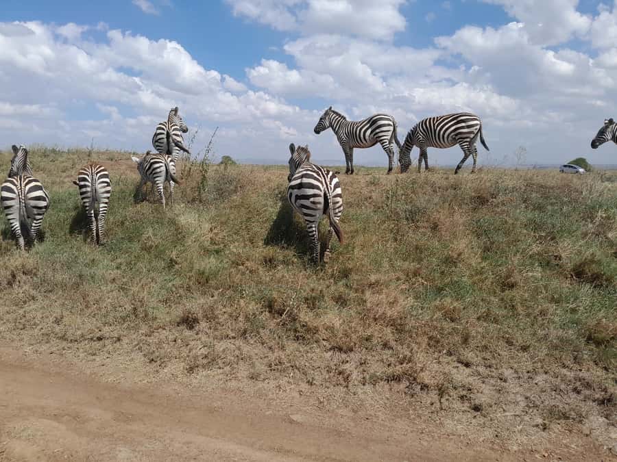 Nairobi National Park: Half-Day Group Tour with Pickup - Pickup from Nairobi, Westlands, Parklands, or Kilimani