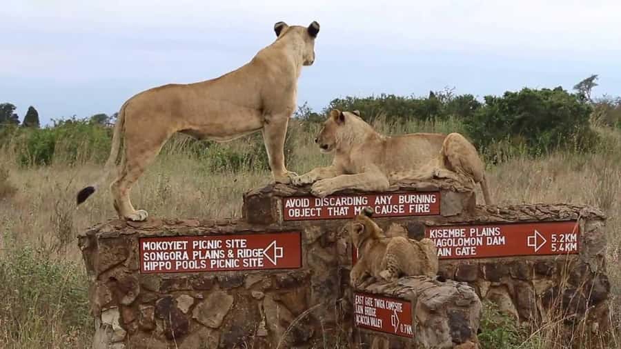 Nairobi National Park Half-Day Guided Game Drive With Pickup - Key points to know before booking