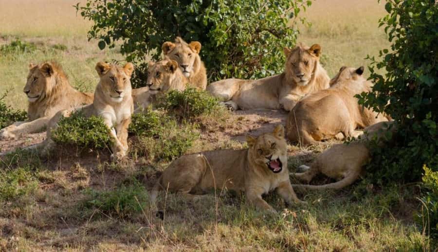 Nairobi National Park Half-Day Guided Game Drive With Pickup - Choosing the best time: morning, afternoon, or evening